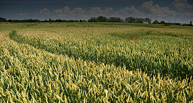 Nissan переведет гибриды на биоэтанол