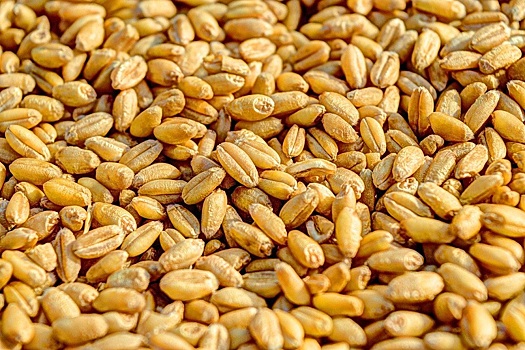 Власти Удмуртии оценили потери из-за вызванного жарой неурожая зерна