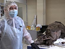 Тушу древнего медведя исследуют ученые в Якутии