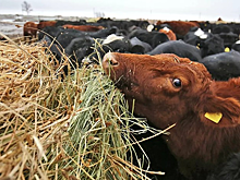 Приморские фермеры получили гранты на общую сумму 90 млн рублей