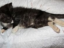 В Липецке зоозащитники спасли котенка, которым дети играли в бейсбол