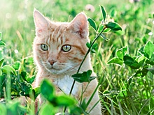 Ученые узнали, как далеко от дома гуляют коты