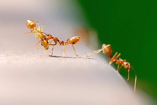 В языке муравьев есть стадия лепета