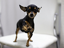 Смотрел в окно и плакал: в Тольятти неизвестные "замуровали" щенка в машине