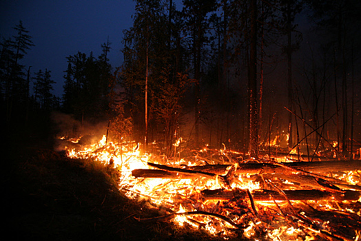 «Недостаток инспекторов и коварство аграриев»: В Greenpeace объяснили причину лесных пожаров в России
