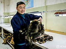 Новая судьба якутского соболя: В «Сахабулте» стартовал прием самого ценного в мире меха