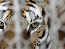 Стали известны подробности нападения дикой кошки «Короля тигров» на нового хозяина