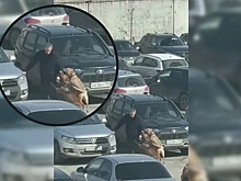 Собаки озверели от вида крови. Жуткое нападение питбулей закончилось трагедией