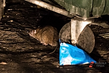 В колонии в Амурской области на годовалого малыша набросилась крыса