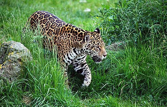 Существованию ягуаров Боливии угрожает китайское хобби
