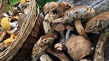 Подсели на грибы. Число заблудившихся в российских лесах побило рекорд