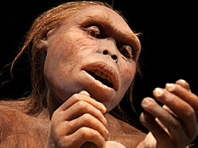 В Эфиопии нашли зубы неизвестного ранее австралопитека