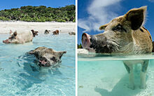 Остров свиней: 12 фото хрюшек, у которых есть своя резиденция на Багамах