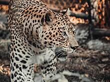 Леопард выхватил ребенка из рук матери