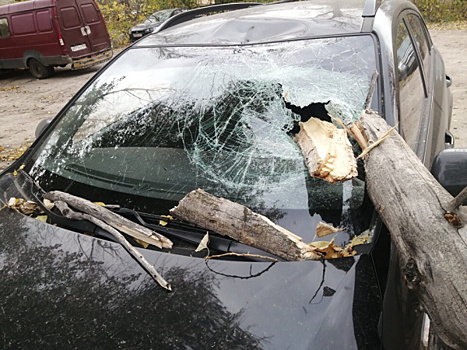 В Самаре упавшее дерево проломило стекло автомобиля