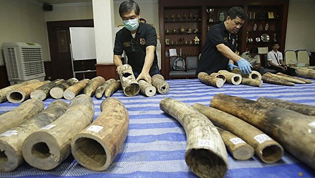 В Китае запретят продажу и обработку слоновой кости