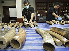 В Китае запретят продажу и обработку слоновой кости