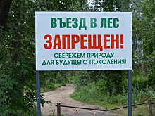 В Саратовской области на треть выросло количество «умных» камер системы «Лесохранитель»