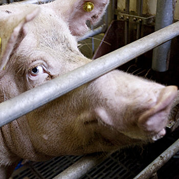 Вечера на хуторе: Под Полтавой продали 88 чумных свиней