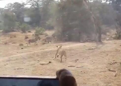 Львица устроила охоту на антилоп на глазах у группы туристов