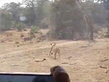 Львица устроила охоту на антилоп на глазах у группы туристов