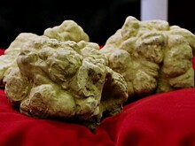Белый трюфель ушёл с аукциона в Италии за €120 тысяч