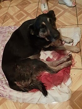 Житель Космодемьянского расстрелял из ружья двух собак из-за съеденной курицы