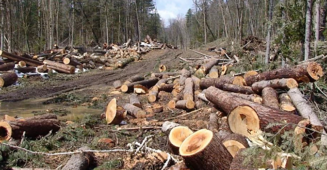 В Иркутской области возбудили дело о незаконной вырубке леса на 583 млн рублей