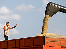 В Минсельхозе оценили влияние аномальной жары на урожай зерновых