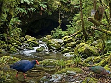 В древней пещере нашли "затерянный мир" возрастом в миллионы лет