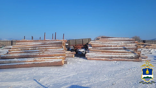 Полицией Бурятии пресечена незаконная рубка сосны и лиственницы группой «черных лесорубов»