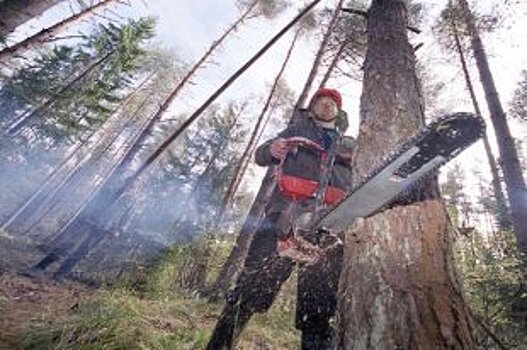 В Красноярские будут торговать лесом только на бирже