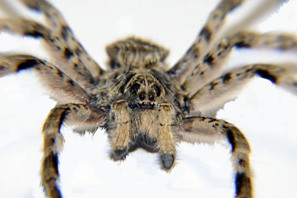 Вспышку активности тарантулов зафиксировали в Красноярском крае