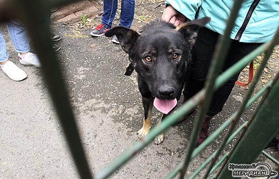 Страшно за собак, а не за людей: на улицы Екатеринбурга выпускают животных