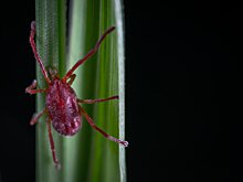 В Удмуртии за неделю четыре человека заболели после присасывания клещей