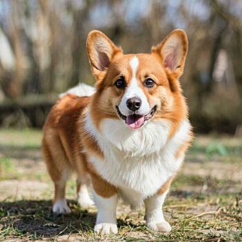 В Кирове корги покусала женщину, а хозяйка не обратилась к ветеринару вовремя