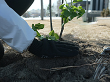 На Ямале высадили порядка 13 тысяч деревьев в этом году