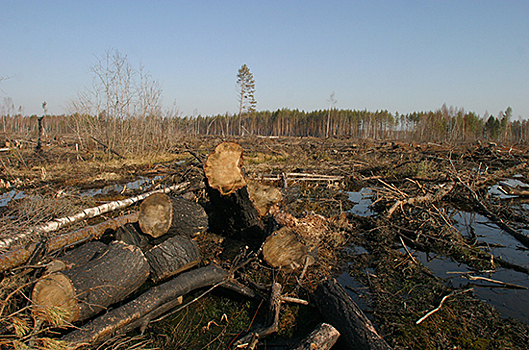 В ЛДПР предложили запретить экспорт хвойной древесины