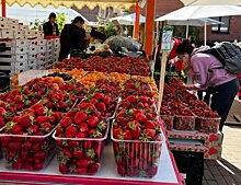 Подмосковные дачники могут официально продавать урожай с огорода на рынках региона