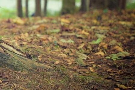 «Хоть бы собаки не подрали»: по улицам Владивостока разгуливает неожиданный зверь