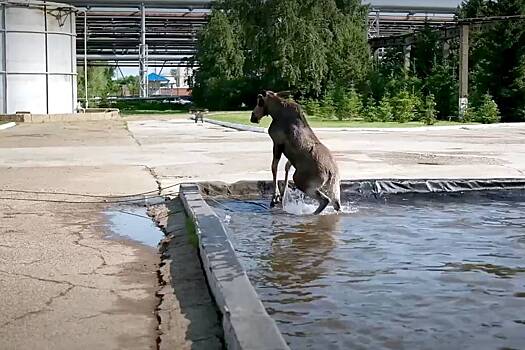 В Нижнекамске спасли застрявшего в водоеме лося