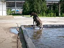 В Нижнекамске спасли застрявшего в водоеме лося