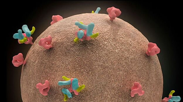 Коктейль из антител остановил ВИЧ на несколько месяцев