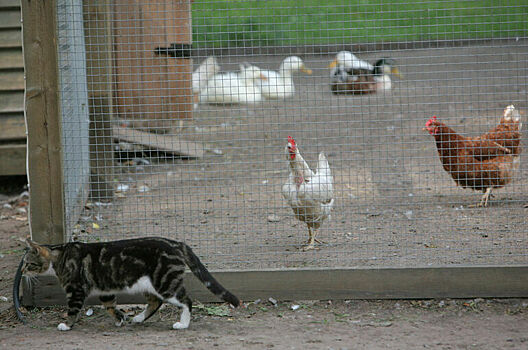 Врач считает, что пока рано говорить о повышенной опасности птичьего гриппа штамма H5N5
