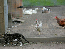 Врач считает, что пока рано говорить о повышенной опасности птичьего гриппа штамма H5N5