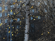 Дончанка потеряла более 2 млн рублей, поговорив с телефонным мошенником