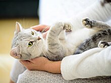 Правда ли, что кошки чувствуют, когда у человека что-то болит