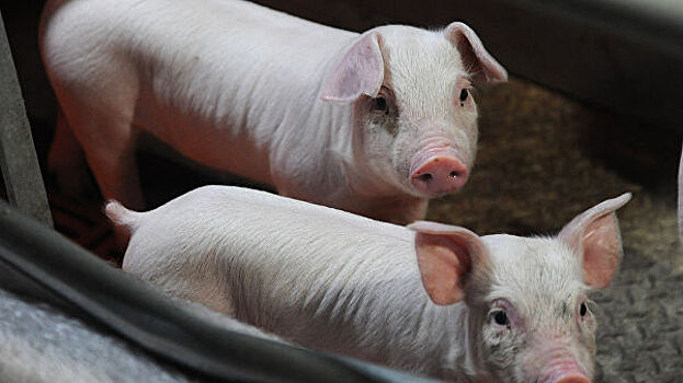 К концу года на Камчатке выйдет на полную мощность крупный свинокомплекс