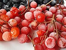 Диетолог рассказала, какие способы есть для сохранения ягод без сахара