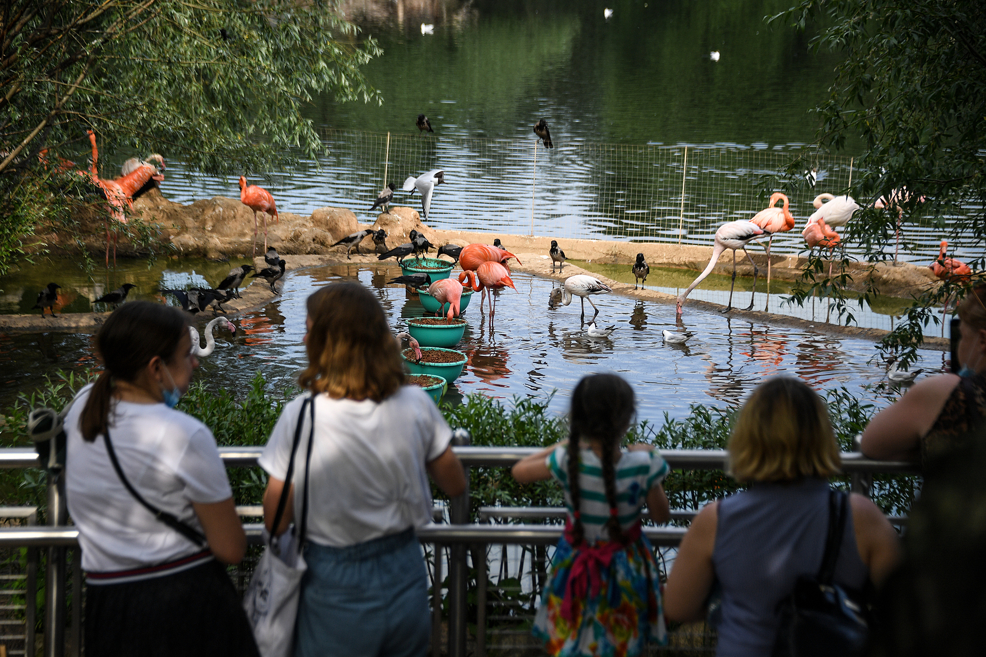 Московский зоопарк пообещал бесплатный вход посетителям в розовом